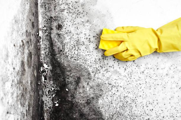 Best Black Mold Removal  in Suncoast Estates, FL